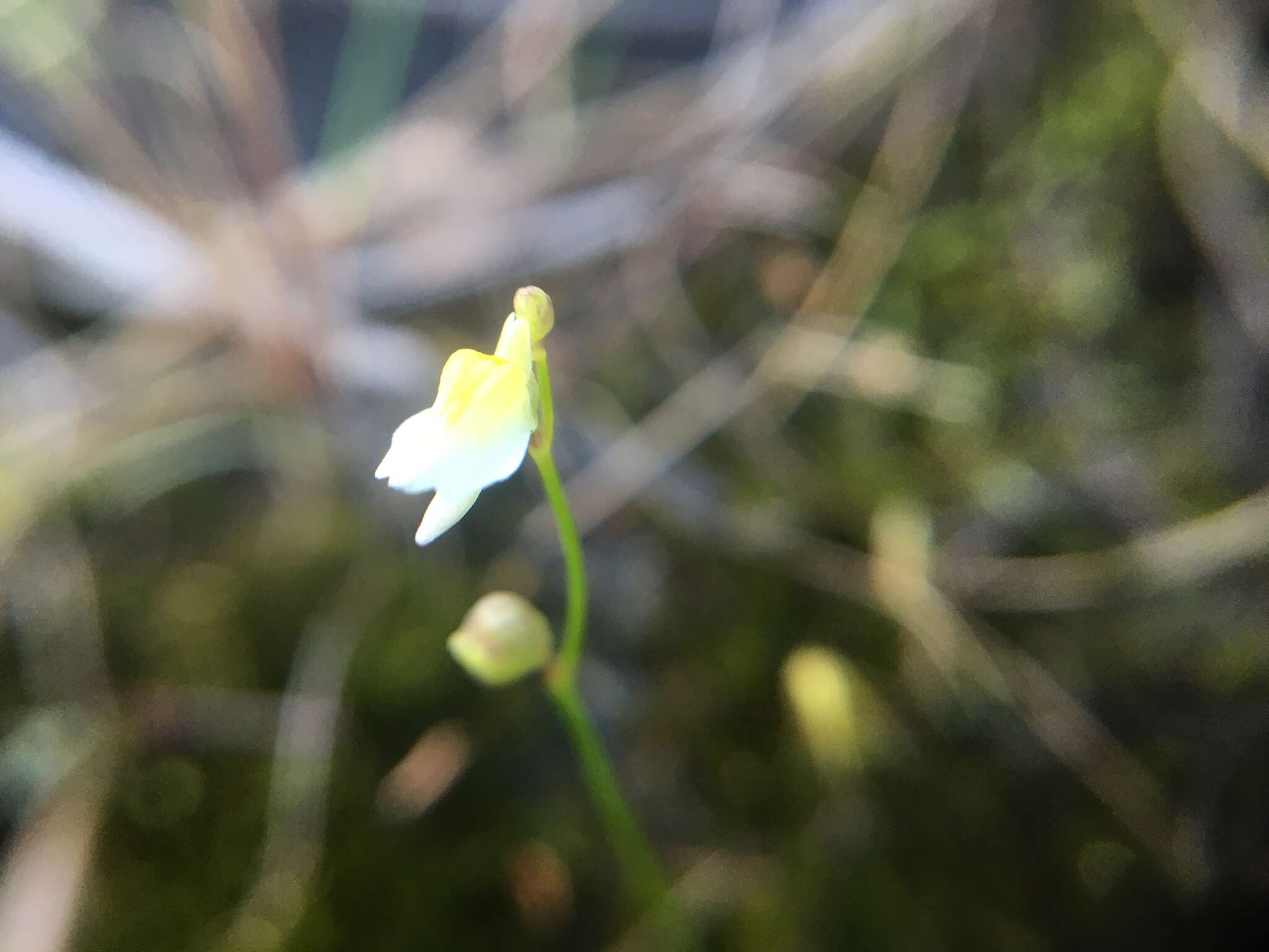 Sivun Utricularia bisquamata Schrank kuva