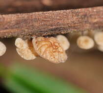 Image of Marasmius alveolaris Cleland 1927