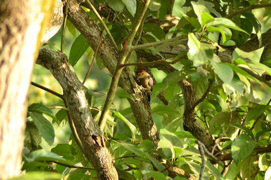 Image of Golden-fronted Woodpecker