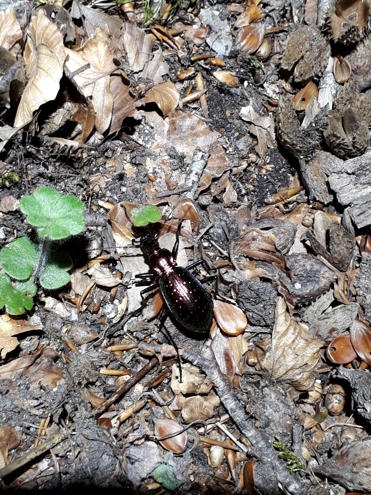 Image of Carabus (Chrysocarabus) rutilans Dejean 1826