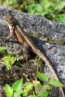 Image of Teapen Rosebelly Lizard