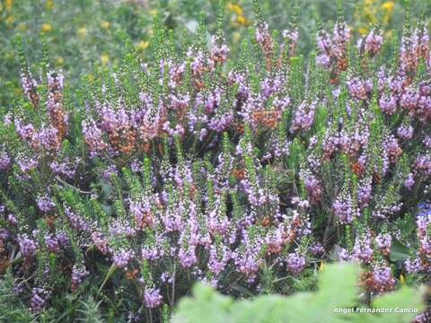 Image of Cornish heath