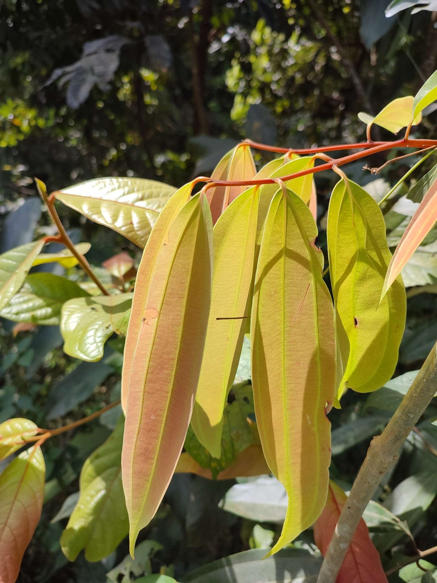 Imagem de Cinnamomum malabatrum (Burm. fil.) Presl