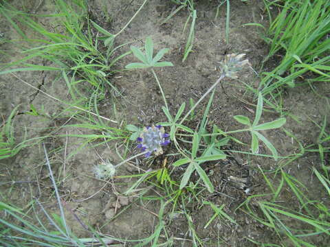 Image of subterranean Indian breadroot