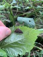 Image of White-fringed Pyrausta Moth