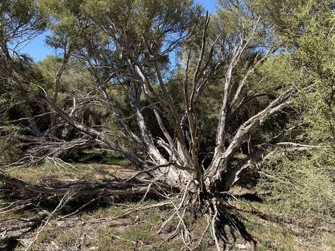 Image of Melaleuca halmaturorum F. Müll. ex Miq.