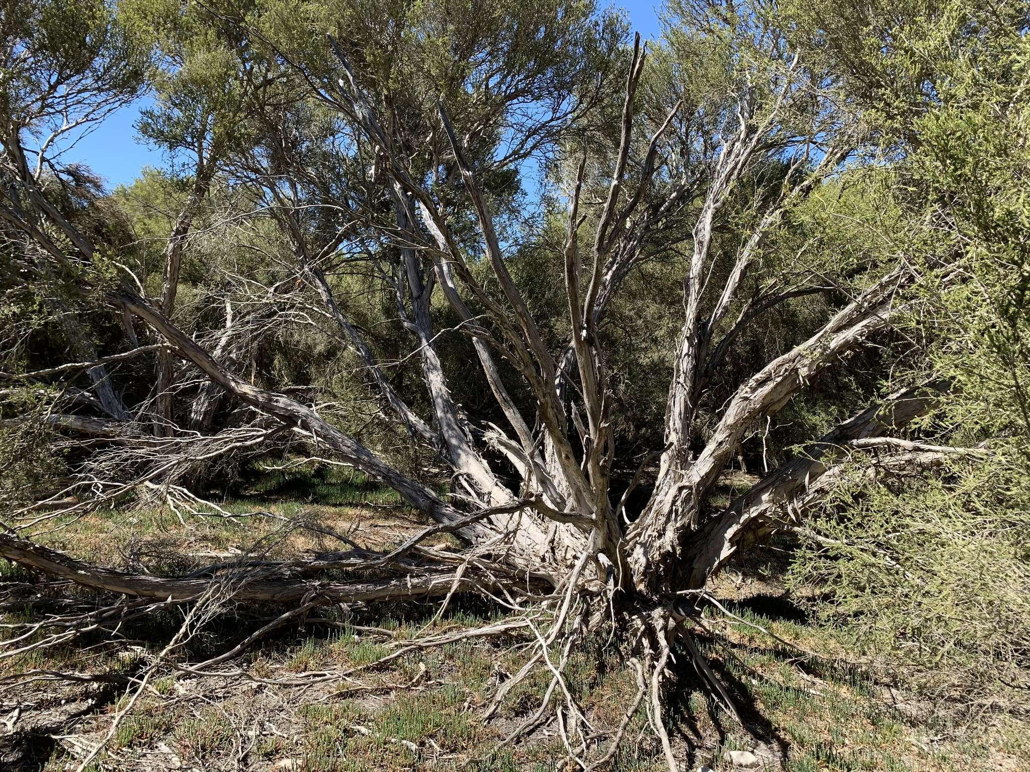 Sivun Melaleuca halmaturorum F. Müll. ex Miq. kuva