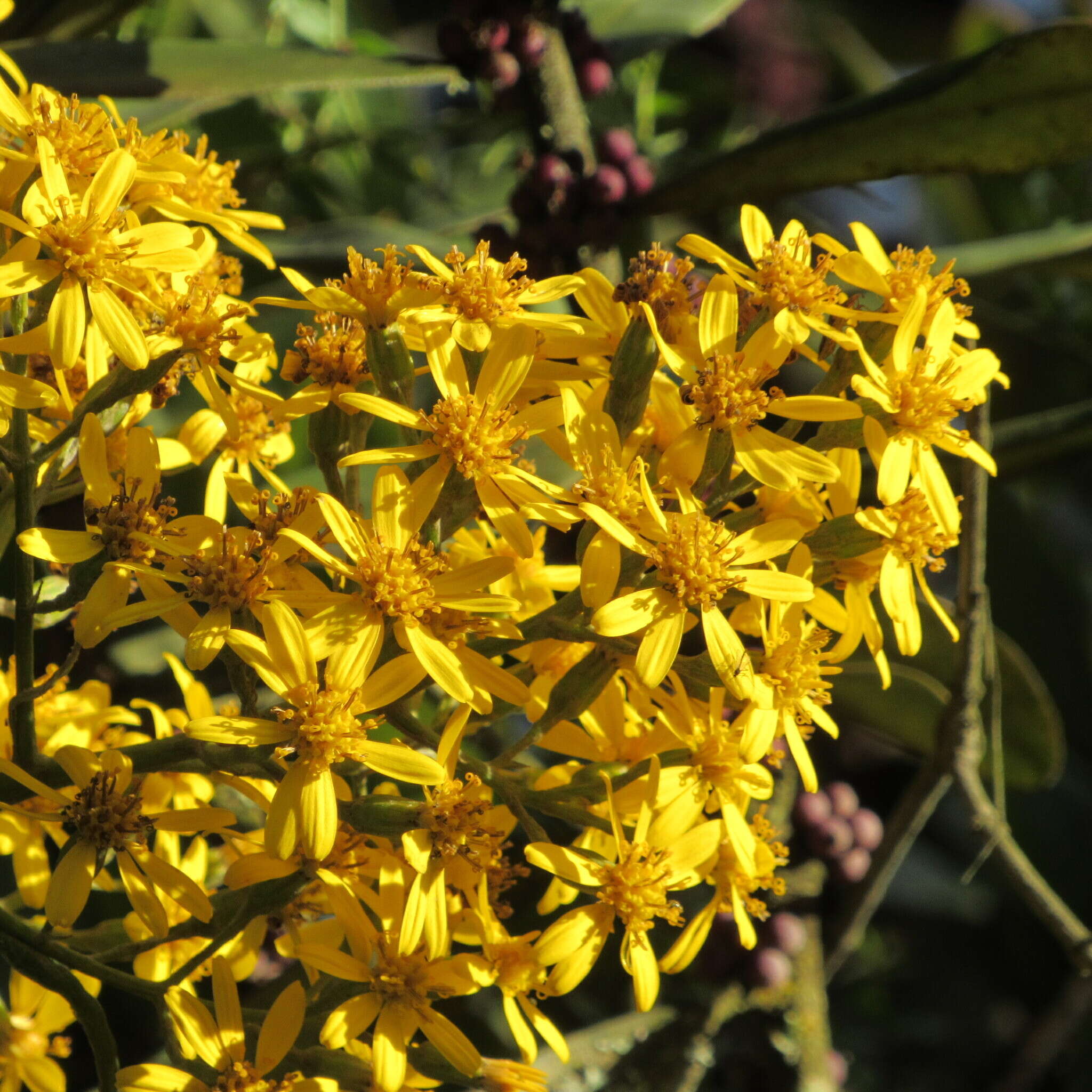 Image of Dendrophorbium americanum (L. fil.) C. Jeffrey