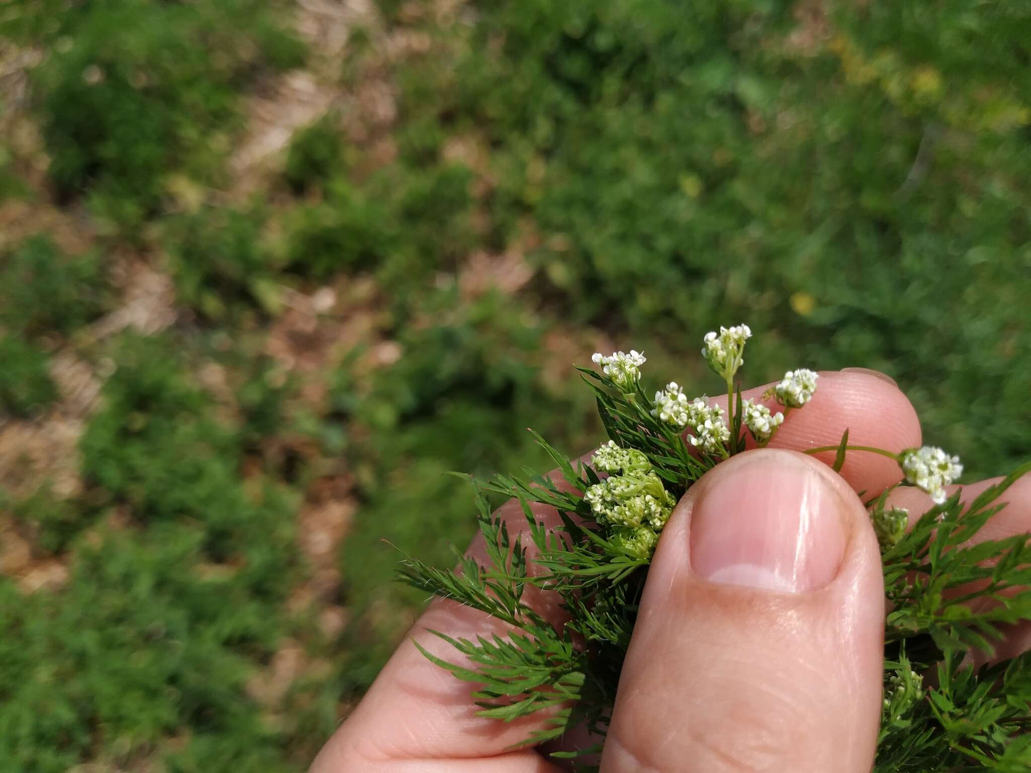 Image of bulbous chervil