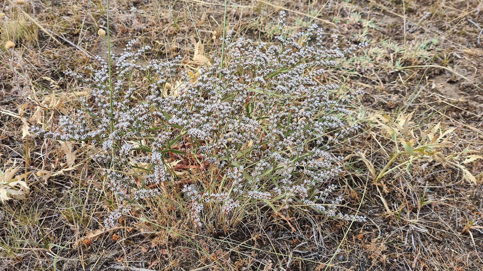 Image de Goniolimon tataricum (L.) Boiss.