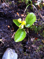 Image of roundleaf yellow violet