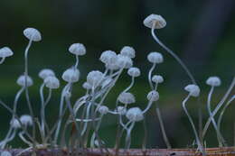 Sivun Mycena albidocapillaris Grgur. & T. W. May 1997 kuva