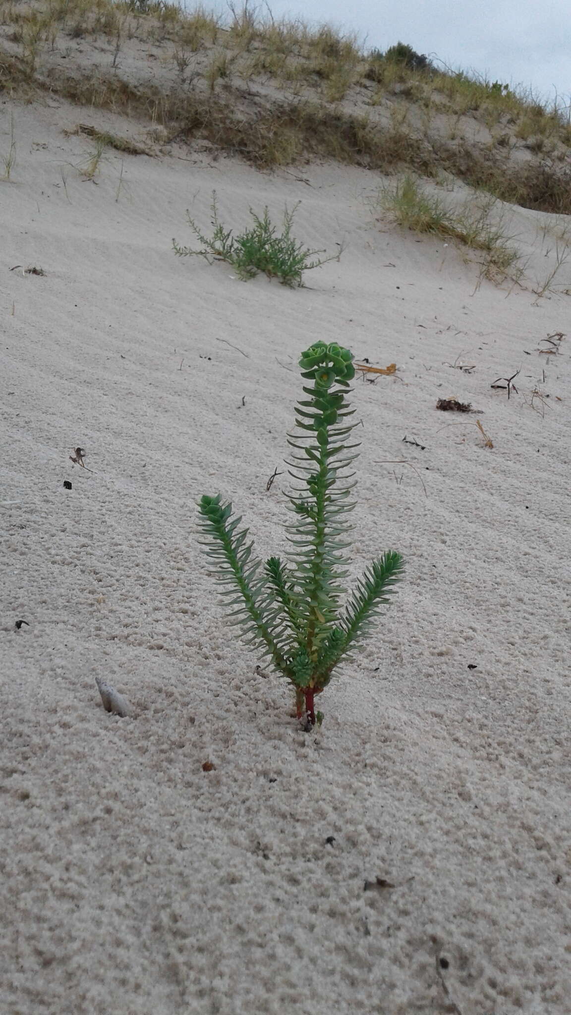 Image of sea spurge