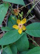 Imagem de Mandevilla subsagittata (Ruiz & Pav.) R. E. Woodson