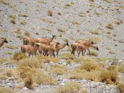 Image de guanaco