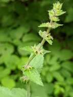 Image de Stachys pilosa var. pilosa