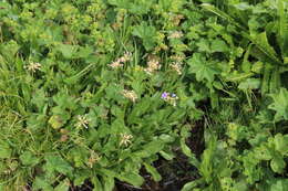 Слика од Primula auriculata Lam.