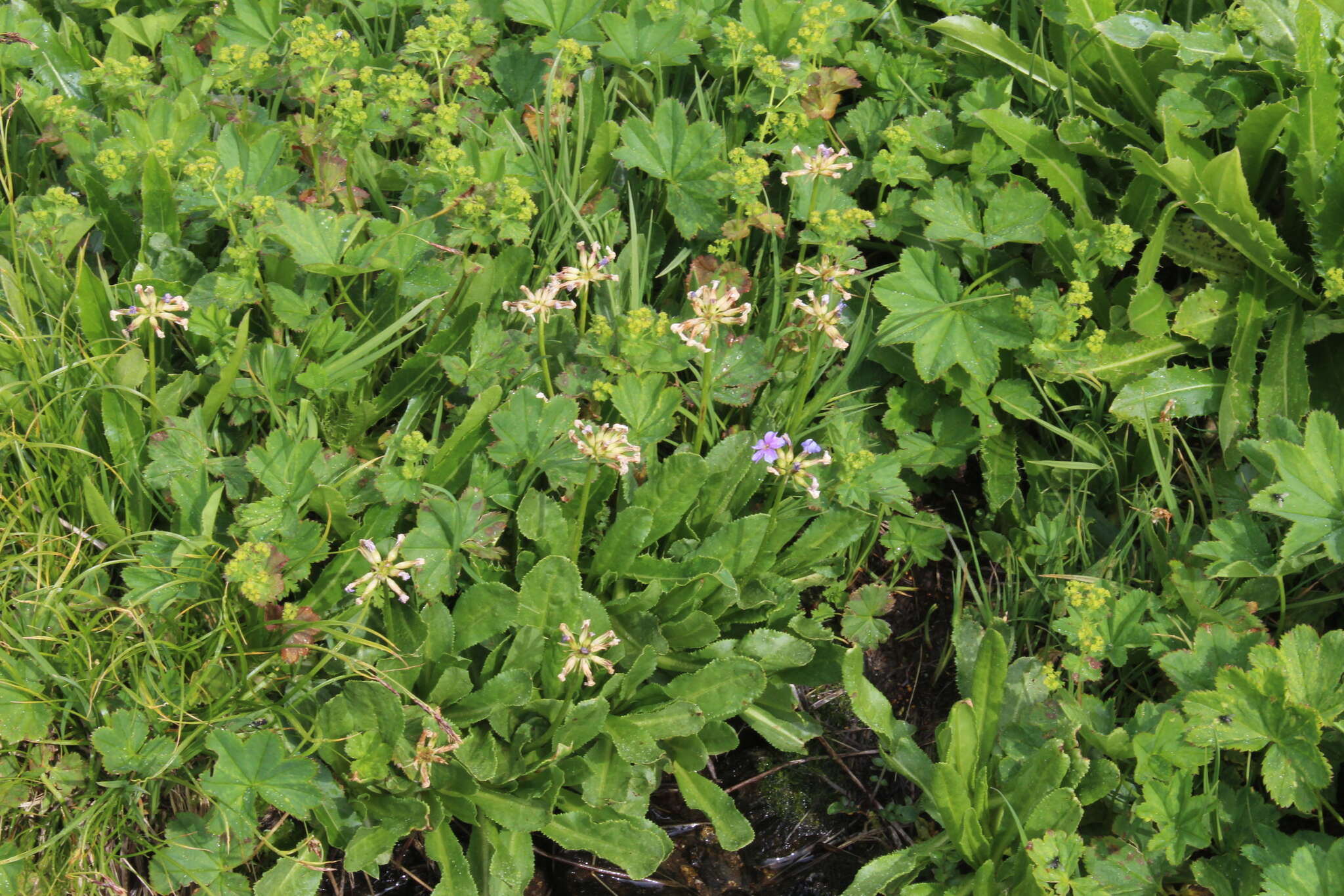 Imagem de Primula auriculata Lam.