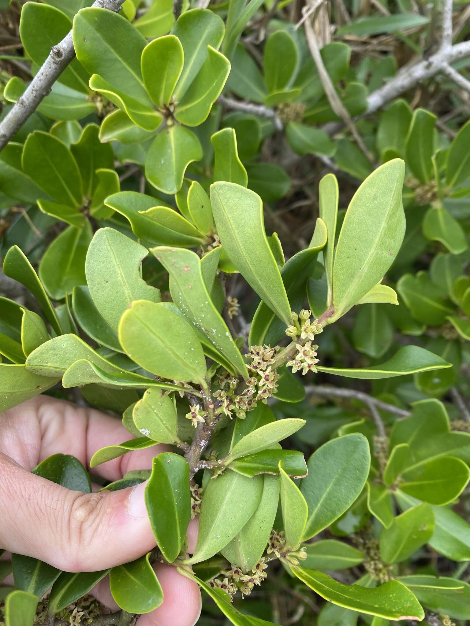 Myrsine parvifolia A. DC. resmi