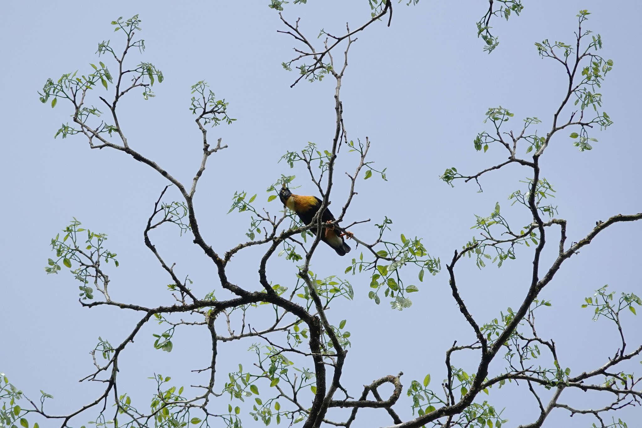 Image of Golden Myna