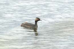 Imagem de Podiceps nigricollis gurneyi (Roberts 1919)