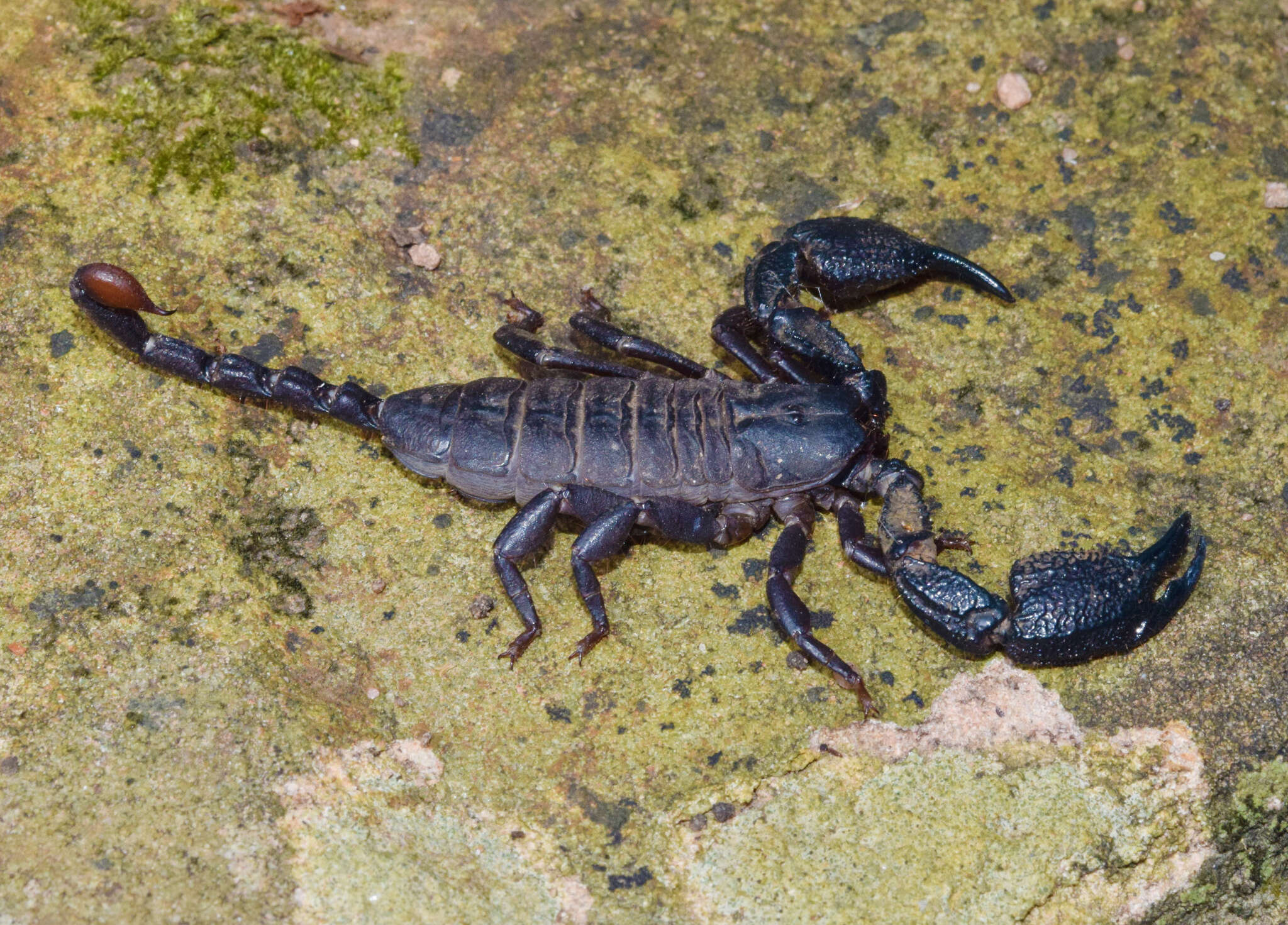 Image of Opisthacanthus validus Thorell 1876