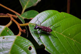 Plancia ëd Cicindela (Calochroa) lacrymans Schaum 1863