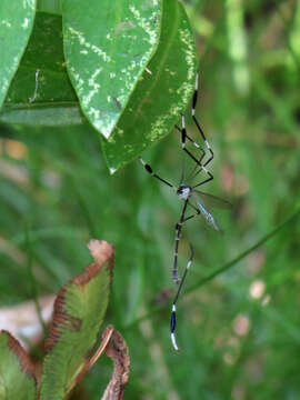 Image of Bittacomorpha