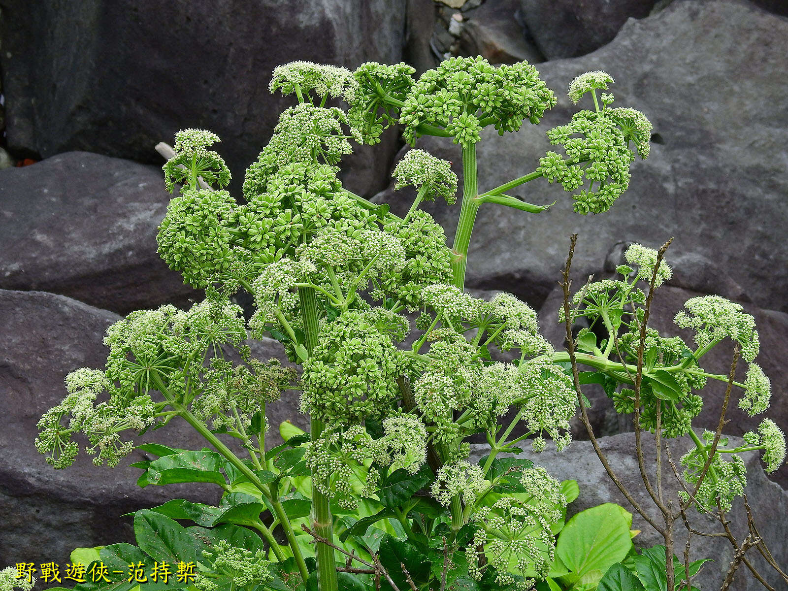 Image of Angelica hirsutiflora Liu, C. Y. Chao & Chuang