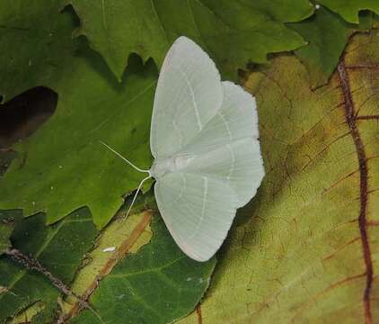 صورة Hemistola chrysoprasaria Esper 1794