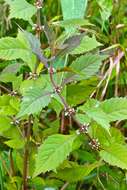 Image of Virginia water horehound