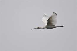 Imagem de Platalea flavipes Gould 1838