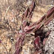 Imagem de Cylindropuntia thurberi (Engelm.) F. M. Knuth