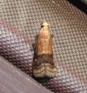 Image of Broad-banded Eulogia Moth