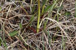 Imagem de Pedicularis sudetica subsp. albolabiata Hulten