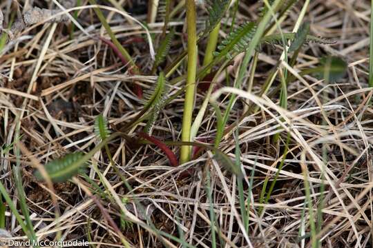 Image of Sudetic Lousewort