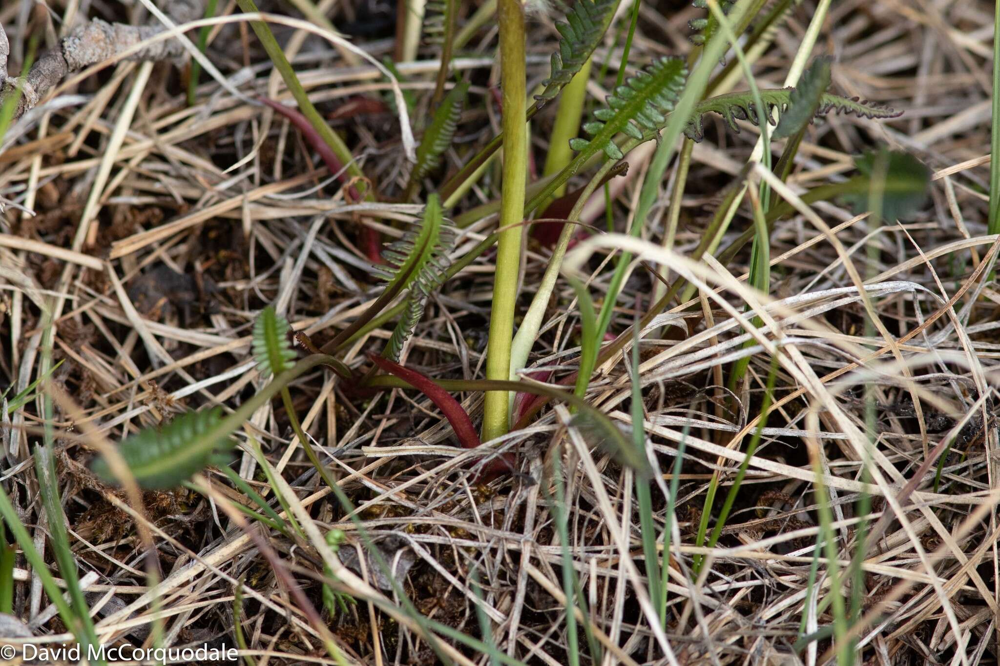 Imagem de Pedicularis sudetica subsp. albolabiata Hulten