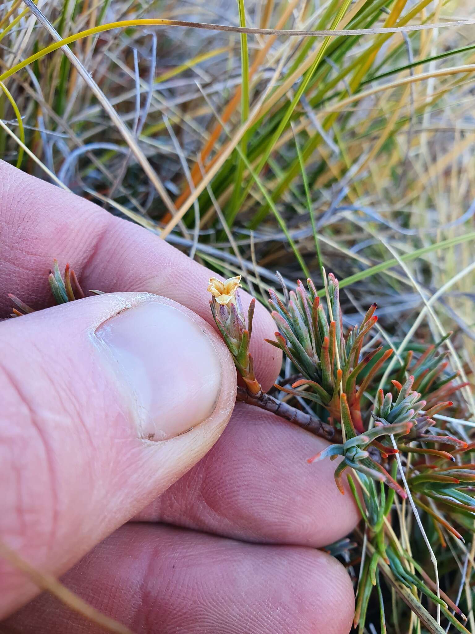 Слика од Dracophyllum kirkii Berggr.