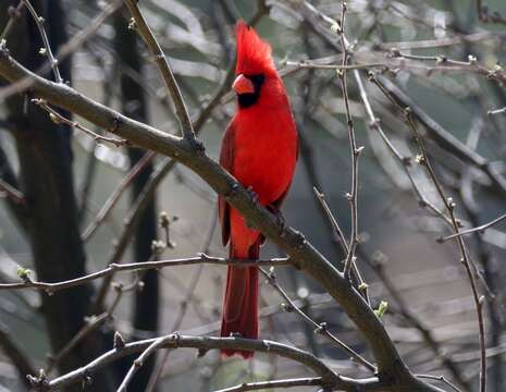 Imagem de Cardinalis cardinalis superbus Ridgway 1885