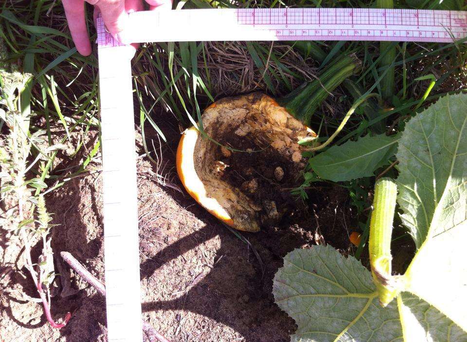 Image of field pumpkin