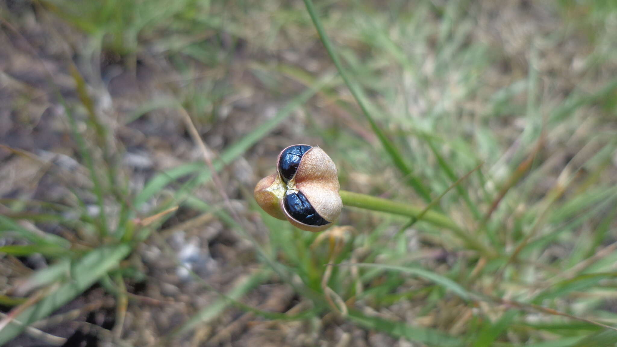 Image of Tigridia augusta Drapiez