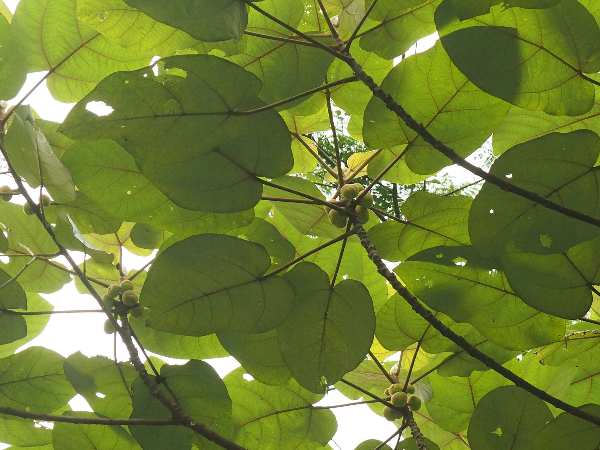 Image of Ficus padana Burm. fil.