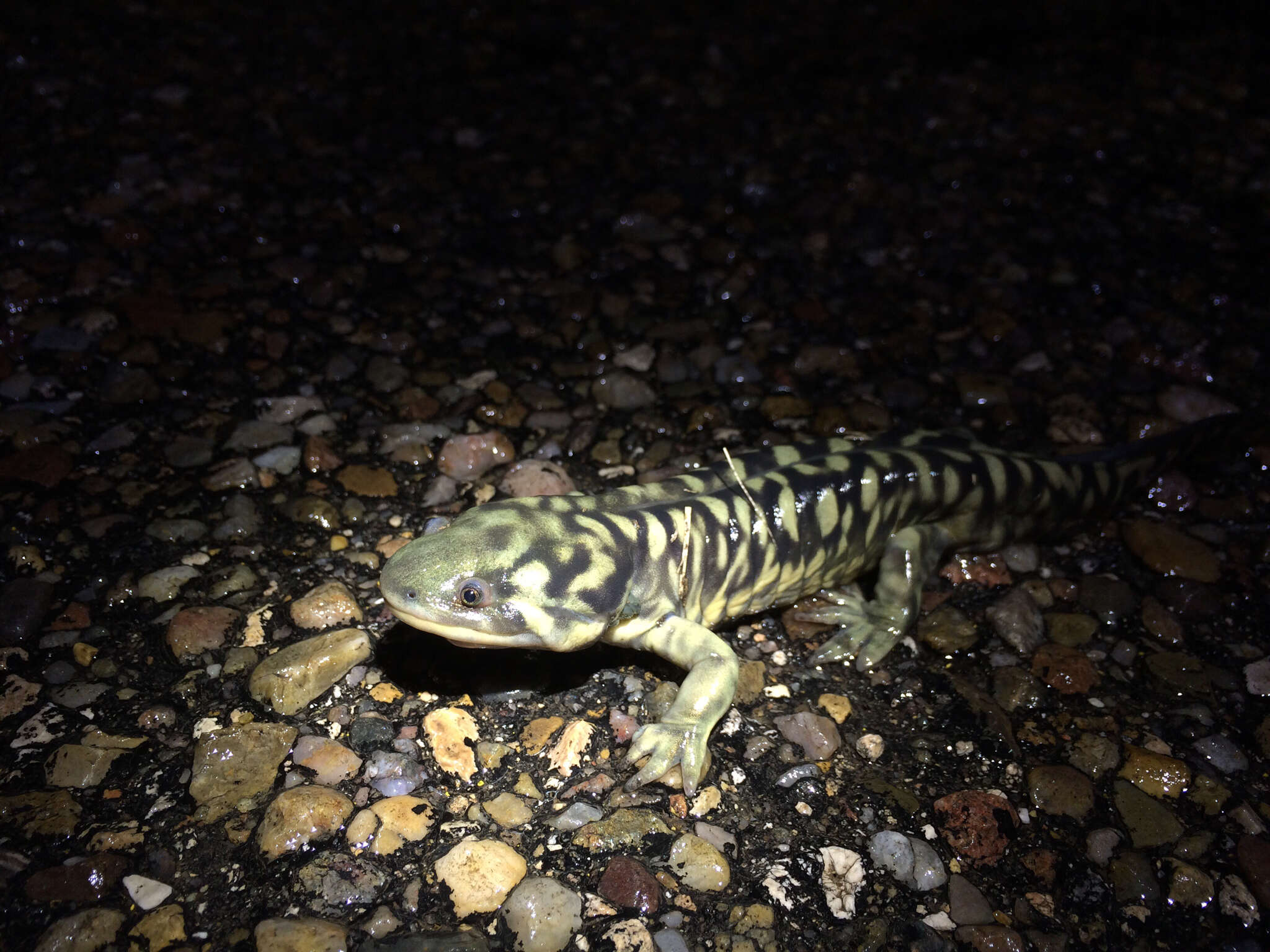 Image of Barred Tiger Salamander