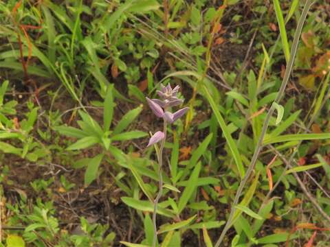 صورة Streptanthus hyacinthoides Hook.