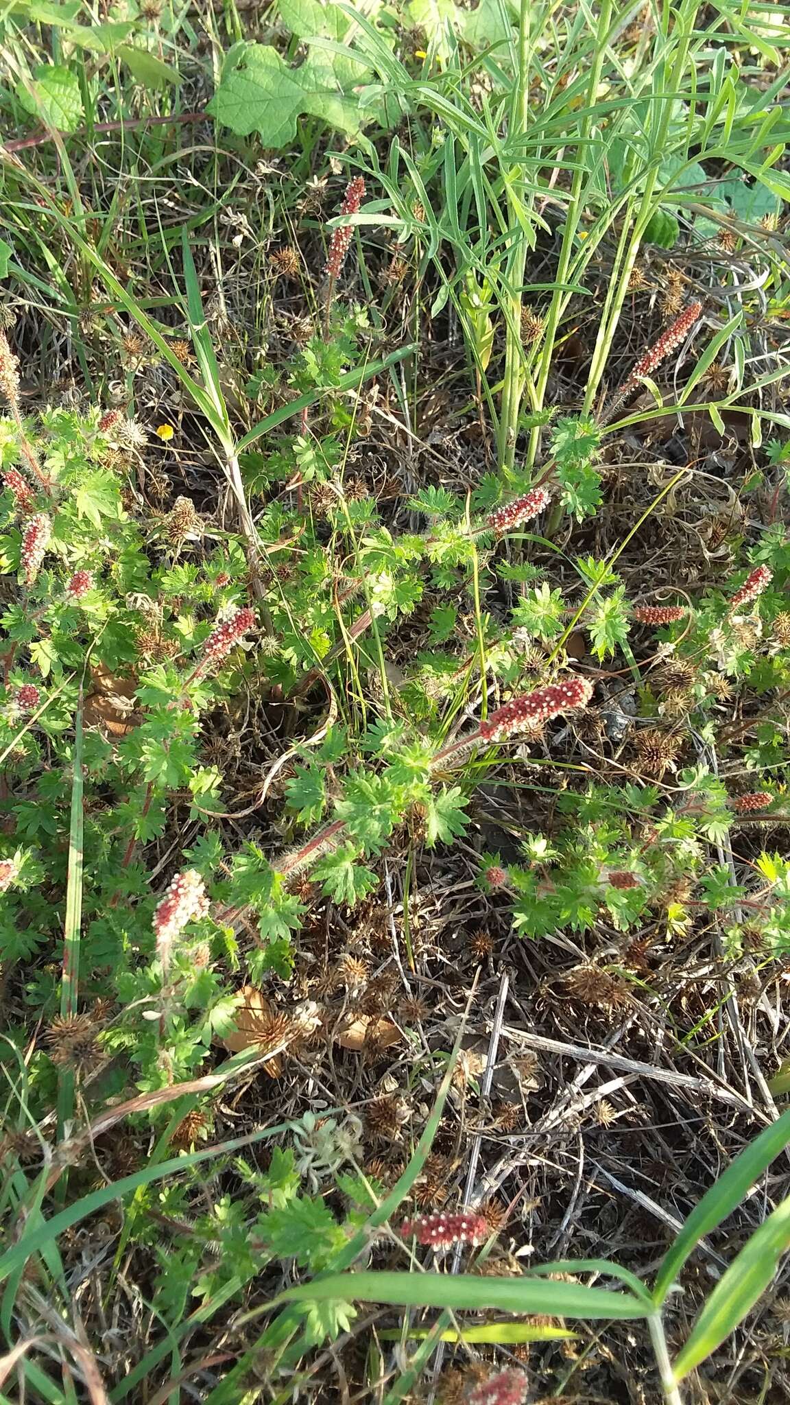 Imagem de Acalypha radians Torr.