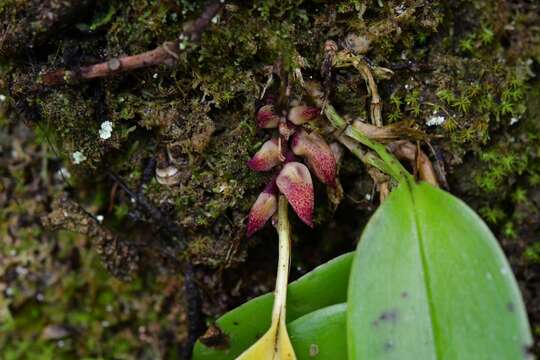 Image of Acianthera johnsonii (Ames) Pridgeon & M. W. Chase