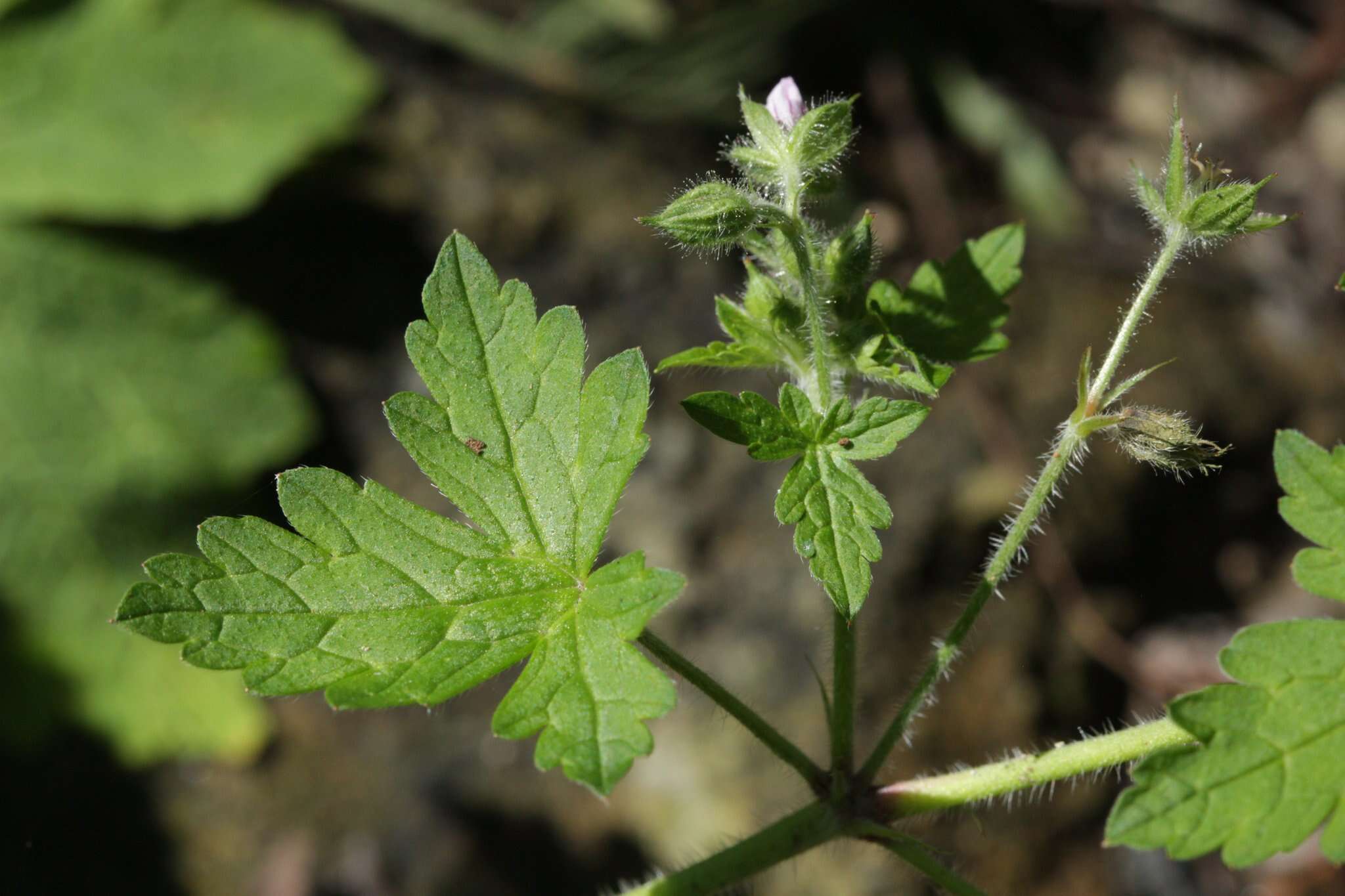 Imagem de Geranium seemannii Peyr.