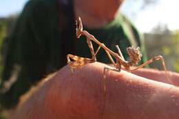 Image of Empusa fasciata Brulle 1832