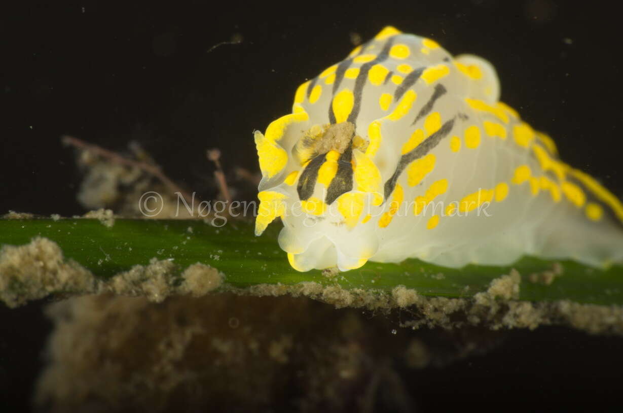 Image of Fourline nudibranch