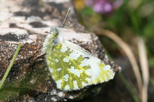 Слика од Euchloe simplonia (Boisduval 1828)